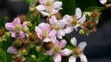 ポピー ヒナゲシ スペイン語の花の名前と花言葉 スペイン語の花言葉